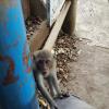 A curious young monkey