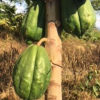 This is the largest papaya that I found in the field