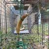 We capture kinkajous by setting bananas inside of these traps... when they walk inside to grab the banana, a door closes behind them so they stay in one place until we can give them their radio collar