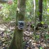 Camera traps are perfect for seeing what animals are visiting an area at all times of the day