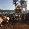 Each extended family in the town has their its own pen where they bring their decorated cows to give them pongal and participate in the pooja (poo-jah) (religious ceremony)