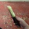 A popular treat during Pongal is sugarcane like this, which you have peel with your teeth or with a huge knife