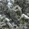 I'd never seen snow-covered trees in Cyprus before; they reminded me of Christmas trees!