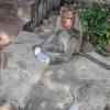 We also saw a ton of mischievous monkeys on this trip!