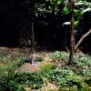 The fishing cat is known for how it stalks its prey in the water