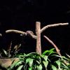 The binturong is native to Southeast Asia and also known as the bearcat