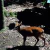 The barking deer is a Southeast Asian native that looks very different from deer in the U.S.