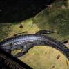 This huge creature is an Indian gharial, which looks similar to an alligator or crocodile