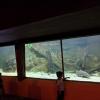 The Night Safari also had some fish tanks with large fish inside
