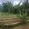 The resort has its own organic garden where all sorts of fruits and vegetables are grown 