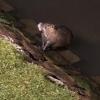 I also saw this large muskrat while in Strasbourg - we have them in Indiana too 