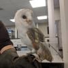 Owls even visited one of my animals practicals