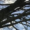 Galicia has many species of birds, and I was lucky to see a bird up close