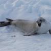 Can you see the Weddell seal's teeth?