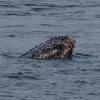 A Humpback whale head! What do you notice?