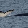 Humpback whale swimming