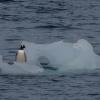 This is a Gentoo penguin. How does it look different from other penguin species?