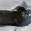 What do you think this Weddell seal is doing?