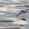 A bird flying over the Weddell Sea