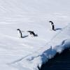 Penguins back on the ice after a swim