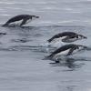 These are Chinstrap penguins. How do they look different from other penguin species?