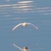 A bird and its reflection in the Weddell Sea