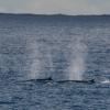 Minke whales swimming!