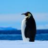 This is an Emperor penguin. How does it look different from other penguin species?