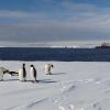 What species of penguin am I--Adelie, Chinstrap, Emperor or Gentoo?