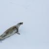 Is this Weddell seal camouflaged well? Why or why not?