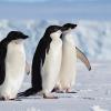 What species of penguin am I--Adelie, Chinstrap, Emperor or Gentoo?