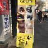 In Asia, there are many cafes where you can play with cats and drink coffee