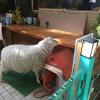 This cafe had two pet sheep that greeted visitors 
