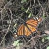 The purpose of the hike was to see monarch butterflies