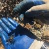 The little crabs are also sign that the waters are healthy enough to support plants and animals