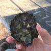 This oyster is a healthy one, which is a sign that the waters here are clean
