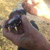We visited a national park to see if the shellfish are strong and health along the coast