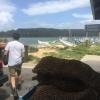 The oysters in these bags were ready to be put back into the water after we did research on their health