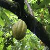 This is a cacao fruit (pronounced: ka-cow); the tiny seeds inside are used to make chocolate