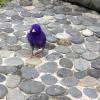 Not exactly natural... It is a Balinese tradition to give children a colorful chick as their first pet