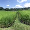 Rice has been grown in Bali for thousands of years 