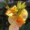 There are many species of brightly colored flowers in Bali 
