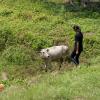 Here I am trying to communicate with a cow I met in Alleppey, Kerala