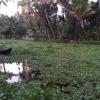 Lush greenery covering the backwaters of Alleppey, Kerala (Photo credit to my friend, Ellen Ari)