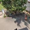A local man uses a long stick to pick fresh mangoes from the mango tree
