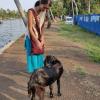 Playing with a goat by the backwaters in Alleppey, Kerala