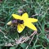 An Eristalis tenax hoverfly atop an attractive artificial flower