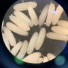 Hoverfly eggs look like grains of rice under a microscope!