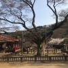 This tree is 1,500 years old and is kept alive with an IV and a sturdy pole, it is the second oldest item at the temple besides the 3,000 year old fort built around the temple