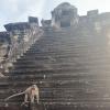 Monkeys aren't just in Malaysia--they hang out at the temples in Cambodia, too!